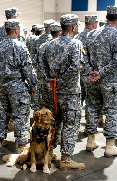 VA expands access to service animals